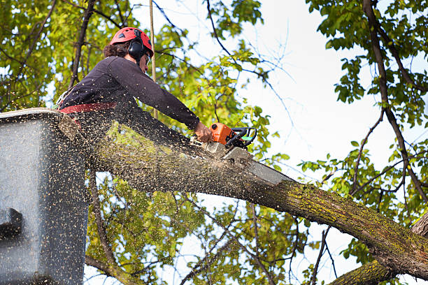 Emergency Storm Tree Removal in Bemidji, MN